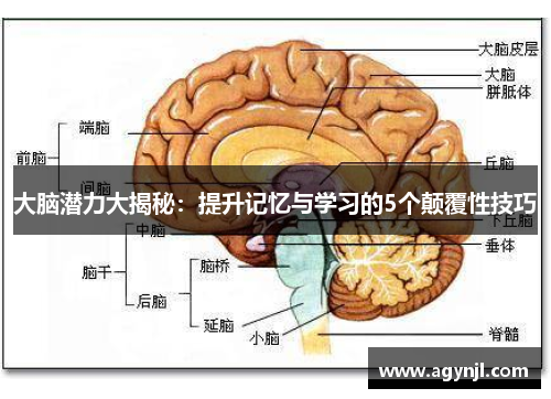 大脑潜力大揭秘：提升记忆与学习的5个颠覆性技巧